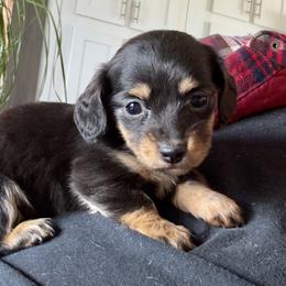 Suzi - Black and tan female Dachshund puppy in Aurora, Missouri from Baileys Precious Puppies