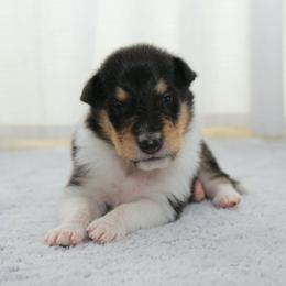 Mac(aroni) - Black white and tan male Collie puppy in Mattoon, Illinois from Gold Leaf Collies