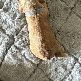 Grey collar - Red male Cocker Spaniel puppy in Philpot, Kentucky from Country Cockers