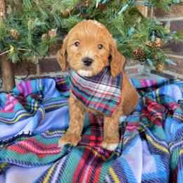 Goldendoodle Puppies from Duck River Goldendoodles
