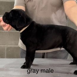 GRAY COLLAR Boy 5 - Cane Corso puppy from Midnight Cane Corso USA
