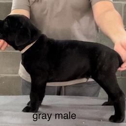GRAY COLLAR Boy 5 - Cane Corso puppy from Midnight Cane Corso USA