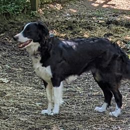 English Shepherd Puppies from Yellow Wolf Farm