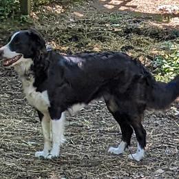 English Shepherd Puppies from Yellow Wolf Farm