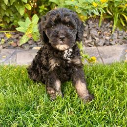 Garnet - Phantom male Bernedoodle puppy in Janesville, Wisconsin from Zakadoodles
