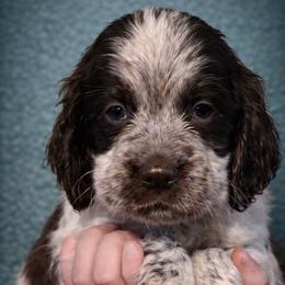 Rune - Tri-Roan male English Springer Spaniel puppy in Florida from Thunderbird Springers