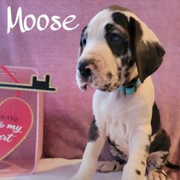 Great Dane Puppies from Chuck City Danes