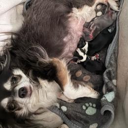 Boy 1 - Black and white male Chihuahua puppy in Davenport, Florida from Clan Cordovathone