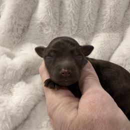 Valentina - Liver female Miniature Schnauzer puppy in Silver Creek, Mississippi from Mamie’s Minis, LLC