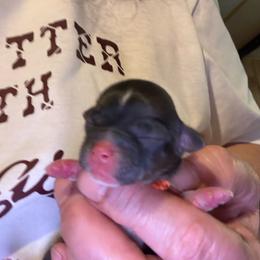 Bindi - Black sabled fawn female Chihuahua puppy in Yamhill, Oregon from Diamond Dog Chihuahuas
