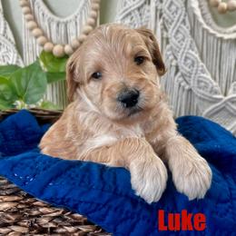 Luke - Apricot male Goldendoodle puppy in Jonesboro, Arkansas from Honeysuckle Creek Goldendoodles