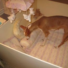Ibizan Hound Puppies from Someday Ibizans