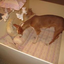 Ibizan Hound Puppies from Someday Ibizans