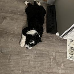 Bernedoodle Puppies from Palmetto Bernedoodles Boutique