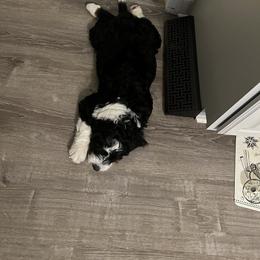 Bernedoodle Puppies from Palmetto Bernedoodles Boutique