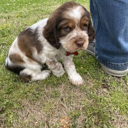 English Springer Spaniel All Grown Up from Eagle Trail Kennels