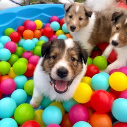 Goofy - White male Collie puppy in St Augustine, Florida from Saltwater Collies LLC