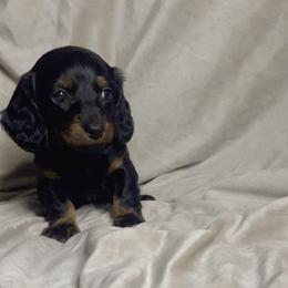 Star - Black and tan female Dachshund puppy in Brandon, Florida from Knights Dachshunds