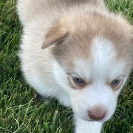 Pomsky Puppies from Promise Land Pomskies