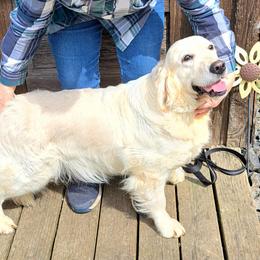 Sissy - Golden Retriever