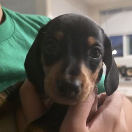Meatball - Black and tan male Dachshund puppy in Arizona from Tps Teeny Weins