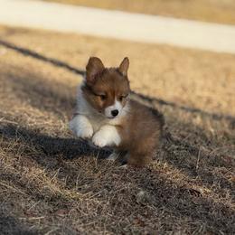 Swayzie - White and red male Pembroke Welsh Corgi puppy in Nortonville, Kansas from Low Riders Corgis & Mini Aussies