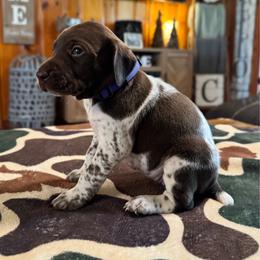 Louise - Liver and white female German Shorthaired Pointer puppy in Georgia from CMC Farms
