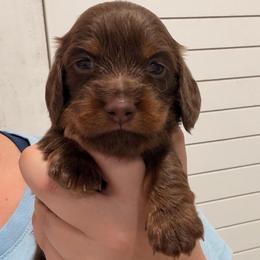Stewie - Chocolate and tan male Dachshund puppy in Southwest Ranches, Florida from Breezy Florida Dachshunds