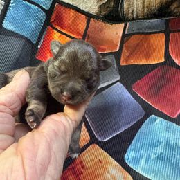 Ginger - Liver female Miniature Schnauzer puppy in Comanche, Texas from Circle R