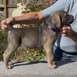 Girl 4 - Fawn female Cane Corso puppy in Dayton, Oregon from BlackStar Cane Corso