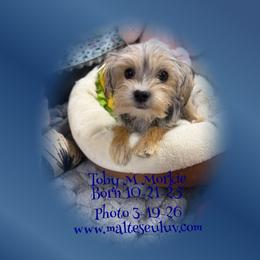 Toby M Morkie - male Morkie puppy in Silverhill, Alabama from Malteseuluv’s Tiny Treasurers