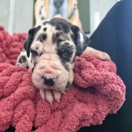 Sybil - Harlequin female Great Dane puppy in Granby, Missouri from HCR Great Danes
