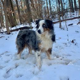 Pepper - Miniature Australian Shepherd