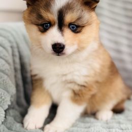 Prada - Wolf sable female Pomsky puppy in Memphis, Missouri from Happy Hills Kennels