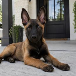 Dark Markings Beautiful incredibly Sweet Girl - Red sable female Belgian Malinois puppy in Irmo, Texas from Kaizen Ruach Malinois