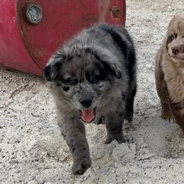 Rocky - Blue merle male Australian Shepherd puppy in Whitwell, Tennessee from Owl Hollow Farm