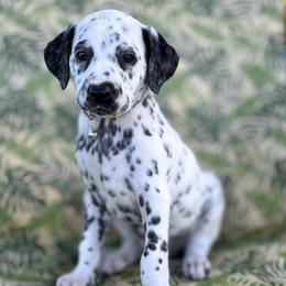 Luigi - White and black male Dalmatian puppy in Whitwell, Tennessee from Rock a Dalmatian “RockADal”