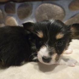 Girl 1 - Black and tan female Pembroke Welsh Corgi puppy in Necedah, Wisconsin from The 6Ks Paws and Hobbies