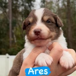 Ares - Red tri-color male Australian Shepherd puppy in Jacksonville, Florida from Solace Australian Shepherds