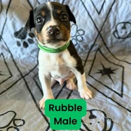 Rat Terrier Puppies from The Puppy Patch Rat Terriers