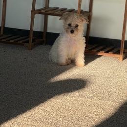 Dixie - Parti female Schnoodle puppy in Creston, Ohio from Royal Crown Keeper LTD