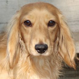 Dreamer - Dachshund