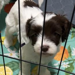 Harmony - Chocolate female Australian Labradoodle puppy in Denton, Texas from Dignity Labradoodles