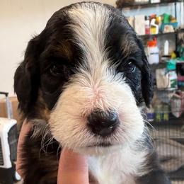 Flapjack - male Australian Mountain Doodle puppy in Snook, Texas from Snook Acres Doodles
