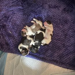 Shih Tzu Puppies from Leslie’s Shih Tzus