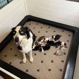Australian Shepherd Puppies from Indigo Grove Aussies