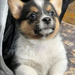 Pembroke Welsh Corgi Puppies from Conley Pembroke Welsh Corgis