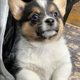 Pembroke Welsh Corgi Puppies from Conley Pembroke Welsh Corgis