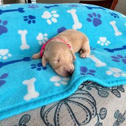 Bella - Cream female Dachshund puppy in Molino, Florida from Dooney's Dachshunds
