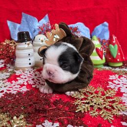 Black n White Boy - Black and white male Boston Terrier puppy in Corsicana, Texas from JT Bostons